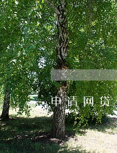 申请网贷未逾期 申请网贷未逾期