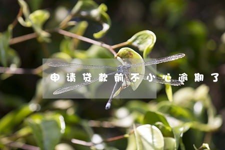 申请贷款前不小心逾期了 申请贷款前不小心逾期了