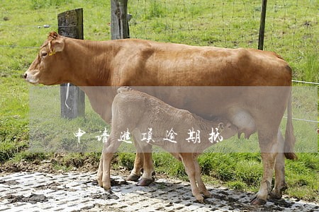 申请进项逾期抵 申请进项逾期抵