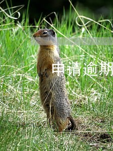 申请逾期办学报告 申请逾期办学报告