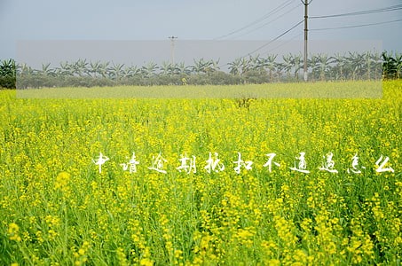 申请逾期抵扣不通过怎么办 申请逾期抵扣不通过怎么办