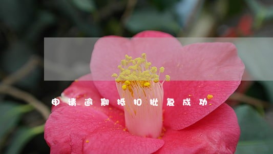 申请逾期抵扣批复成功
