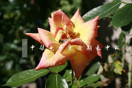 申领电子票逾期未申报 申领电子票逾期未申报