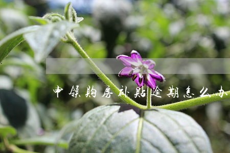 申领购房补贴逾期怎么办