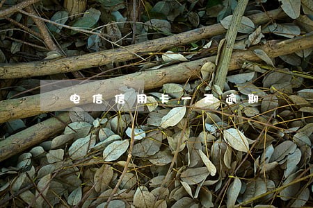 电信信用卡一天逾期 电信信用卡一天逾期