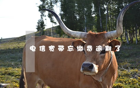 电信宽带忘缴费逾期了 电信宽带忘缴费逾期了