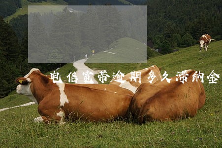 电信宽带逾期多久滞纳金 电信宽带逾期多久滞纳金
