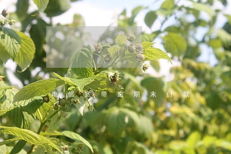 电信宽带逾期未付款 电信宽带逾期未付款