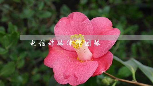 电信诈骗律师团队