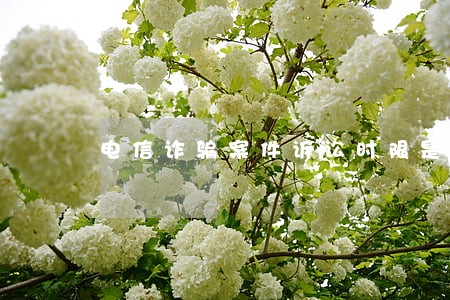 电信诈骗案件诉讼时限是多少