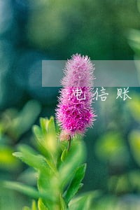 电信账单逾期怎么办 电信账单逾期怎么办