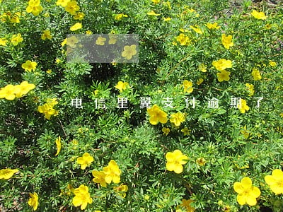 电信里翼支付逾期了 电信里翼支付逾期了