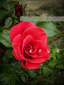 电力公司逾期时间是多长