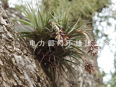 电力部门不给违法企业停电 电力部门不给违法企业停电