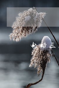 电动三轮肇事逃逸