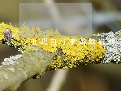电动自行车罚款逾期 电动自行车罚款逾期