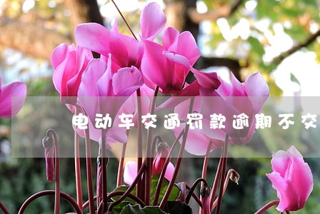 电动车交通罚款逾期不交怎么处理 电动车交通罚款逾期不交怎么处理