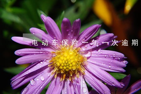电动车保险一年一次逾期了怎么办 电动车保险一年一次逾期了怎么办