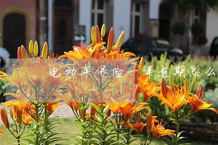 电动车保险一年逾期怎么办 电动车保险一年逾期怎么办