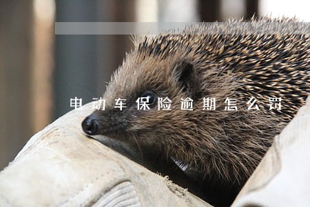 电动车保险逾期怎么罚