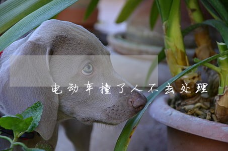 电动车撞了人不去处理 电动车撞了人不去处理