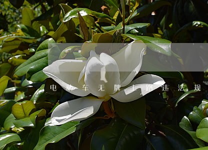 电动车无牌上路违法规定