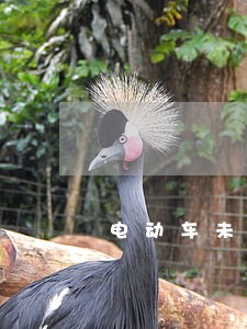 电动车未带头盔算违法吗