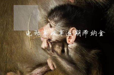 电动车租车逾期滞纳金