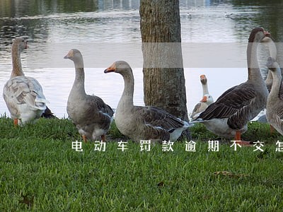 电动车罚款逾期不交怎么处罚 电动车罚款逾期不交怎么处罚