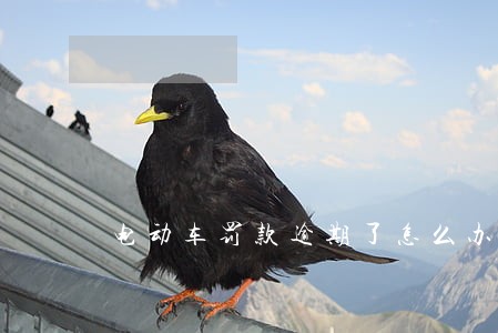 电动车罚款逾期了怎么办 电动车罚款逾期了怎么办