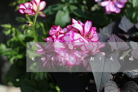电动车贷款逾期4天影响大吗 电动车贷款逾期4天影响大吗