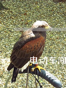 电动车闯红灯 电动车闯红灯