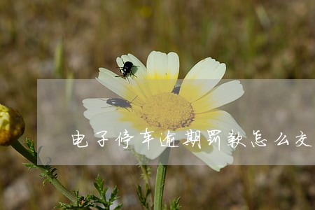 电子停车逾期罚款怎么交 电子停车逾期罚款怎么交