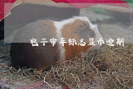 电子审车标志显示逾期 电子审车标志显示逾期