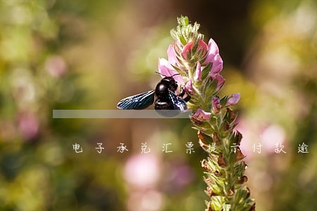 电子承兑汇票提示付款逾期 电子承兑汇票提示付款逾期