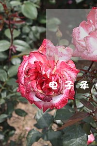 电子承兑逾期提示付款失败 电子承兑逾期提示付款失败