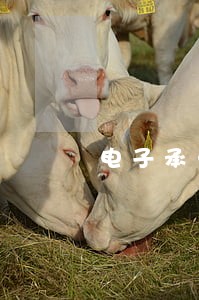 电子承兑逾期超过10月 电子承兑逾期超过10月