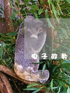 电子政务及其对行政法的影响 电子政务及其对行政法的影响