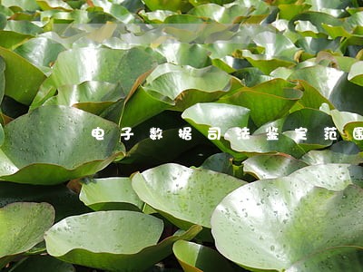 电子数据司法鉴定范围 电子数据司法鉴定范围