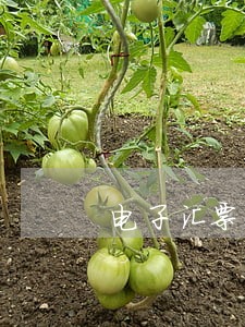 电子汇票提示付款逾期 电子汇票提示付款逾期
