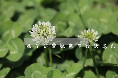电子汇票逾期不付款怎么办 电子汇票逾期不付款怎么办