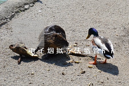 电子烟拟立法监管hn 电子烟拟立法监管hn