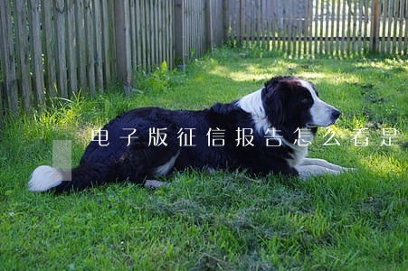 电子版征信报告怎么看是否有逾期 电子版征信报告怎么看是否有逾期