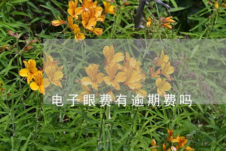 电子眼费有逾期费吗 电子眼费有逾期费吗