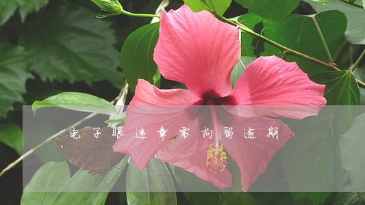 电子眼违章需拘留逾期 电子眼违章需拘留逾期