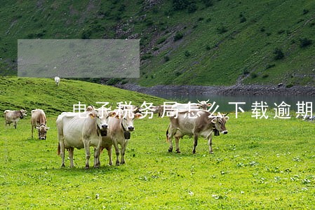 电子税务局怎么下载逾期申报表 电子税务局怎么下载逾期申报表