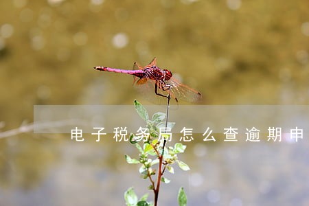 电子税务局怎么查逾期申报 电子税务局怎么查逾期申报