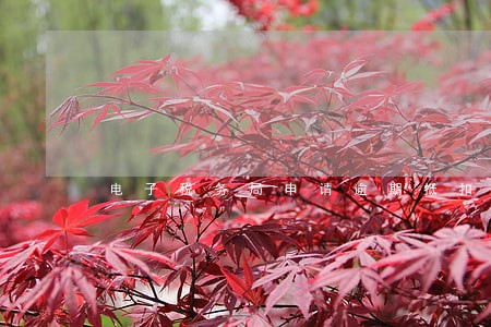 电子税务局申请逾期抵扣 电子税务局申请逾期抵扣