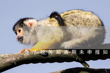 电子税务局逾期未申报如何修改