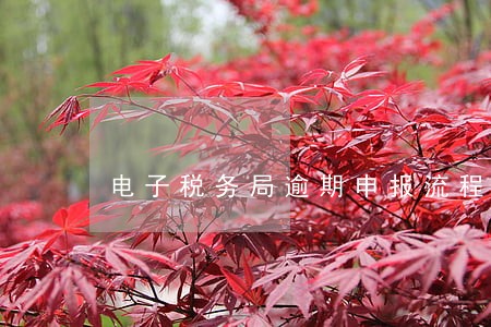 电子税务局逾期申报流程